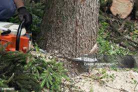 Best Arborist Consultation Services  in Sac City, IA